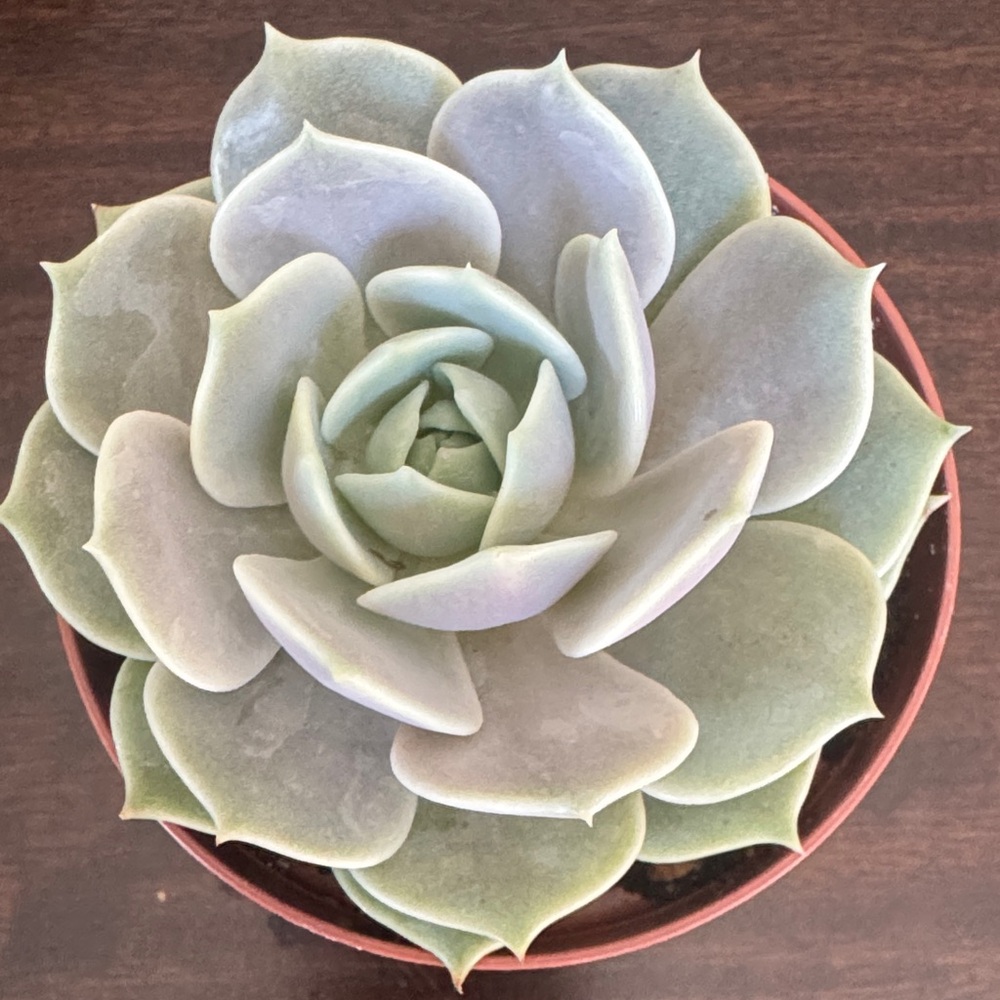 Echevarria LoLa Succulent